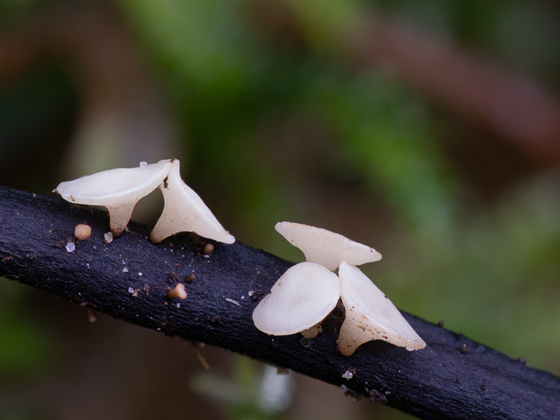 Hymenoscyphus fraxineus Hymenoscyphus fraxineus